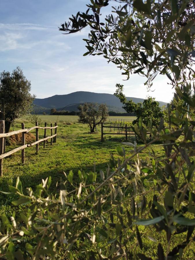 ألبيريزي Podere Montecorno المظهر الخارجي الصورة